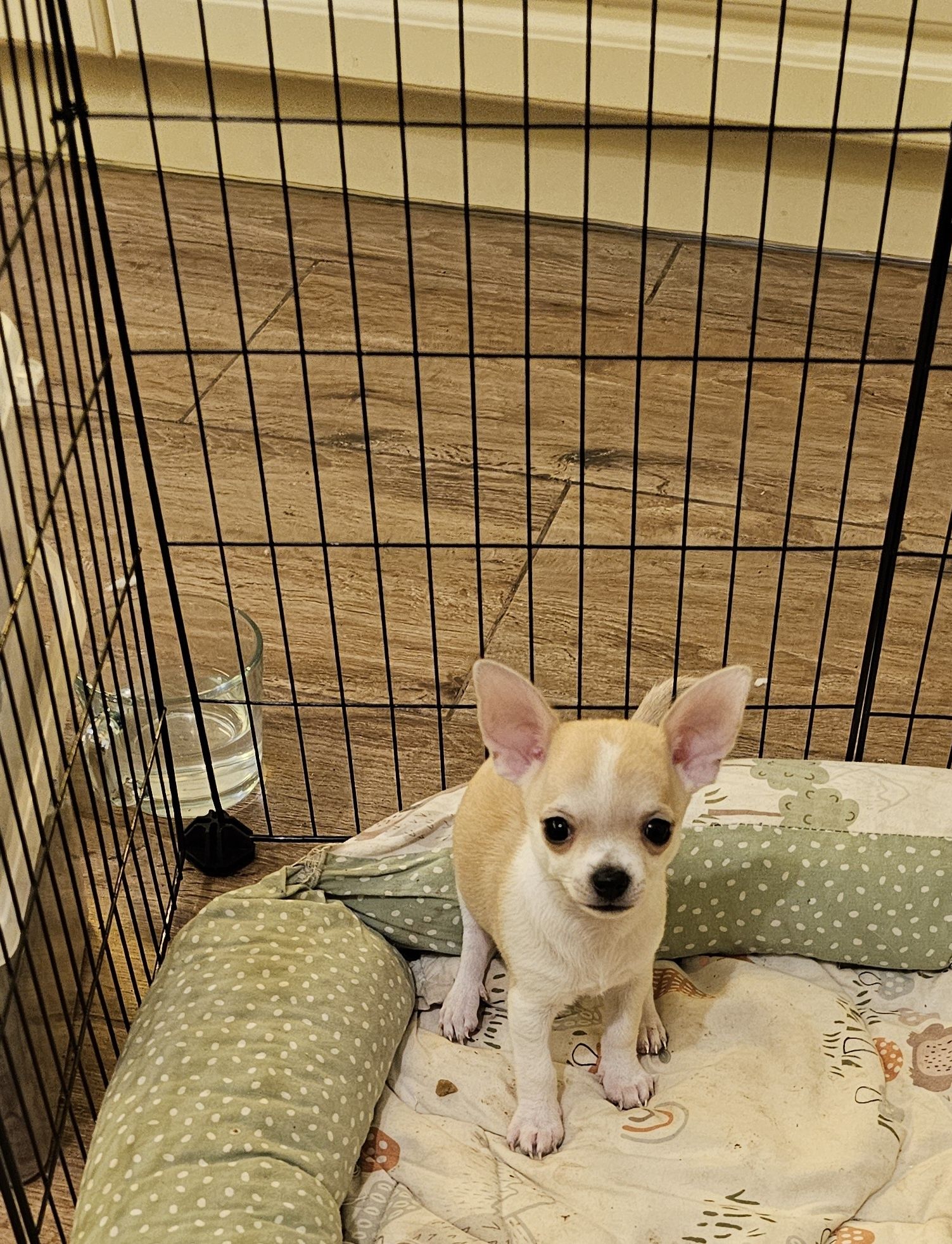 Chihuahua piesek gotowy do odbioru