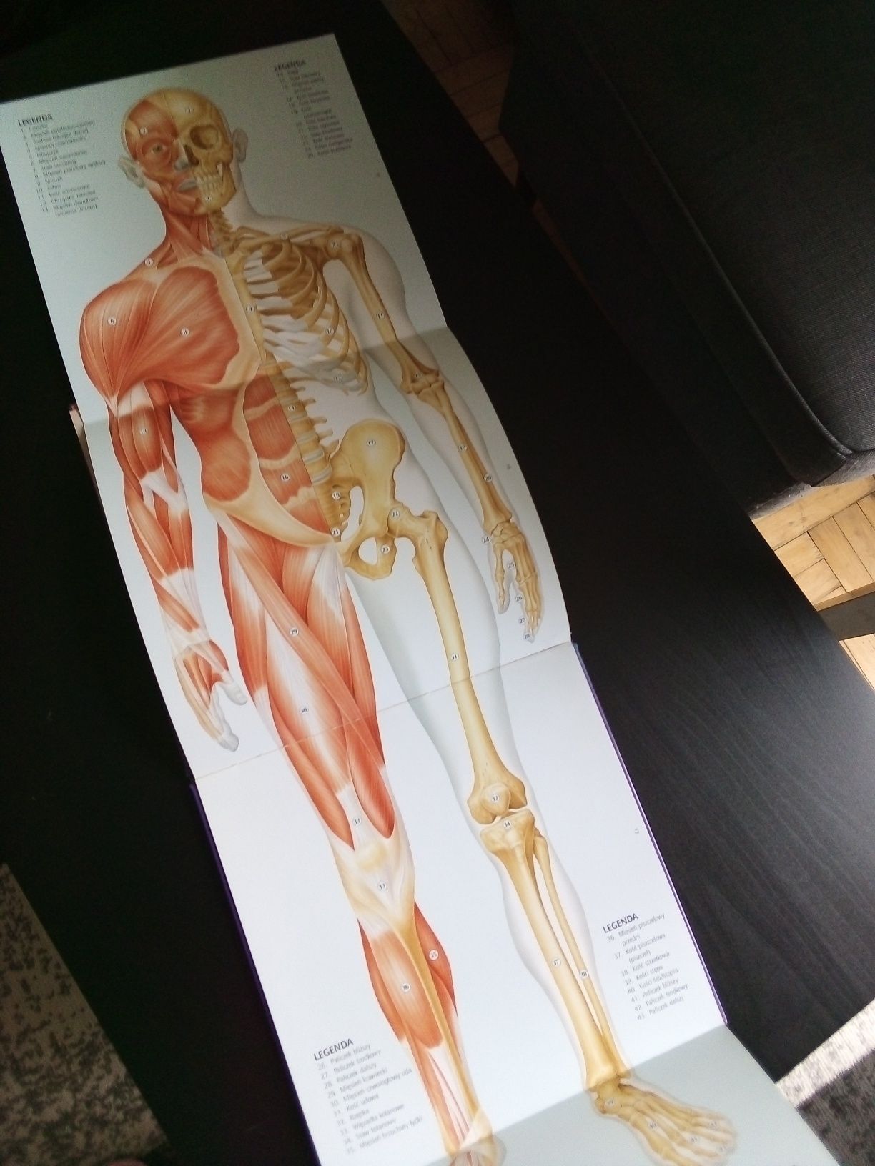 Ludzkie ciało. Ilustracje