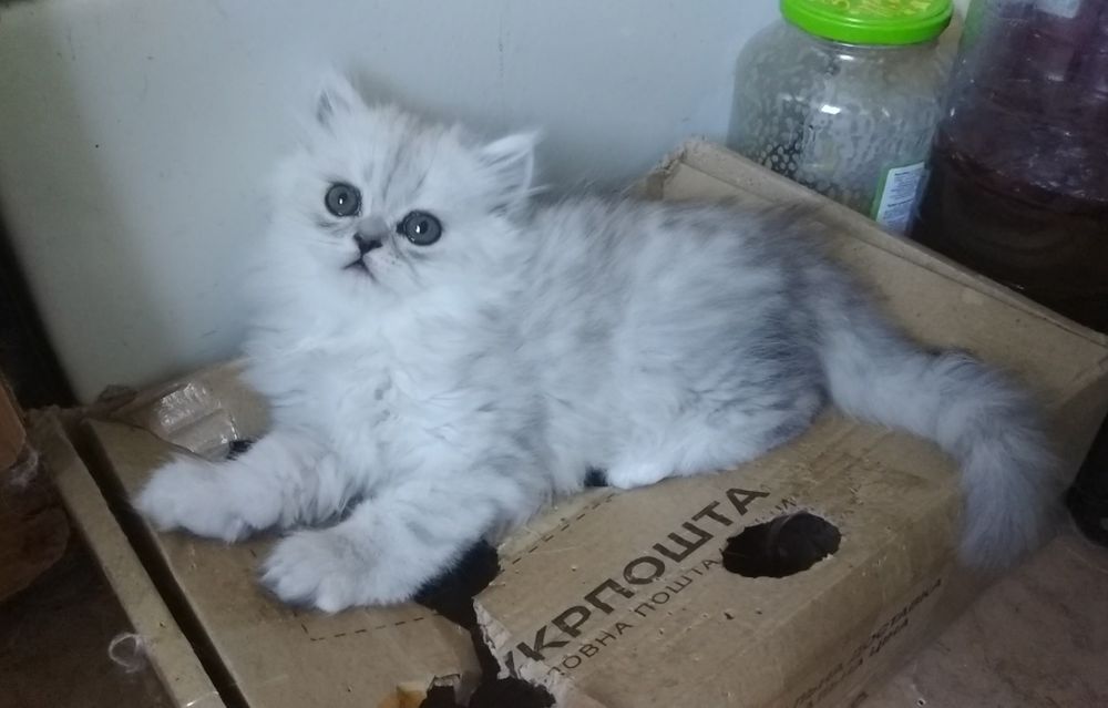 Котята серебристая шиншилла белая