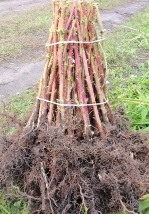 Віддам безкоштовно малинові кущі