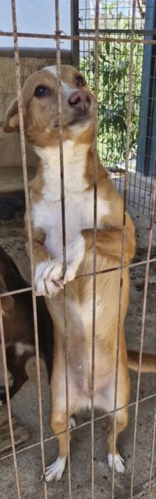 Cadela para adoção