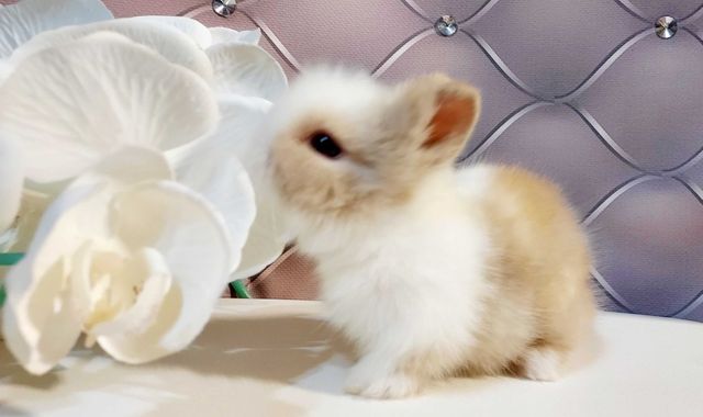 Karzełki Teddy Mini królik