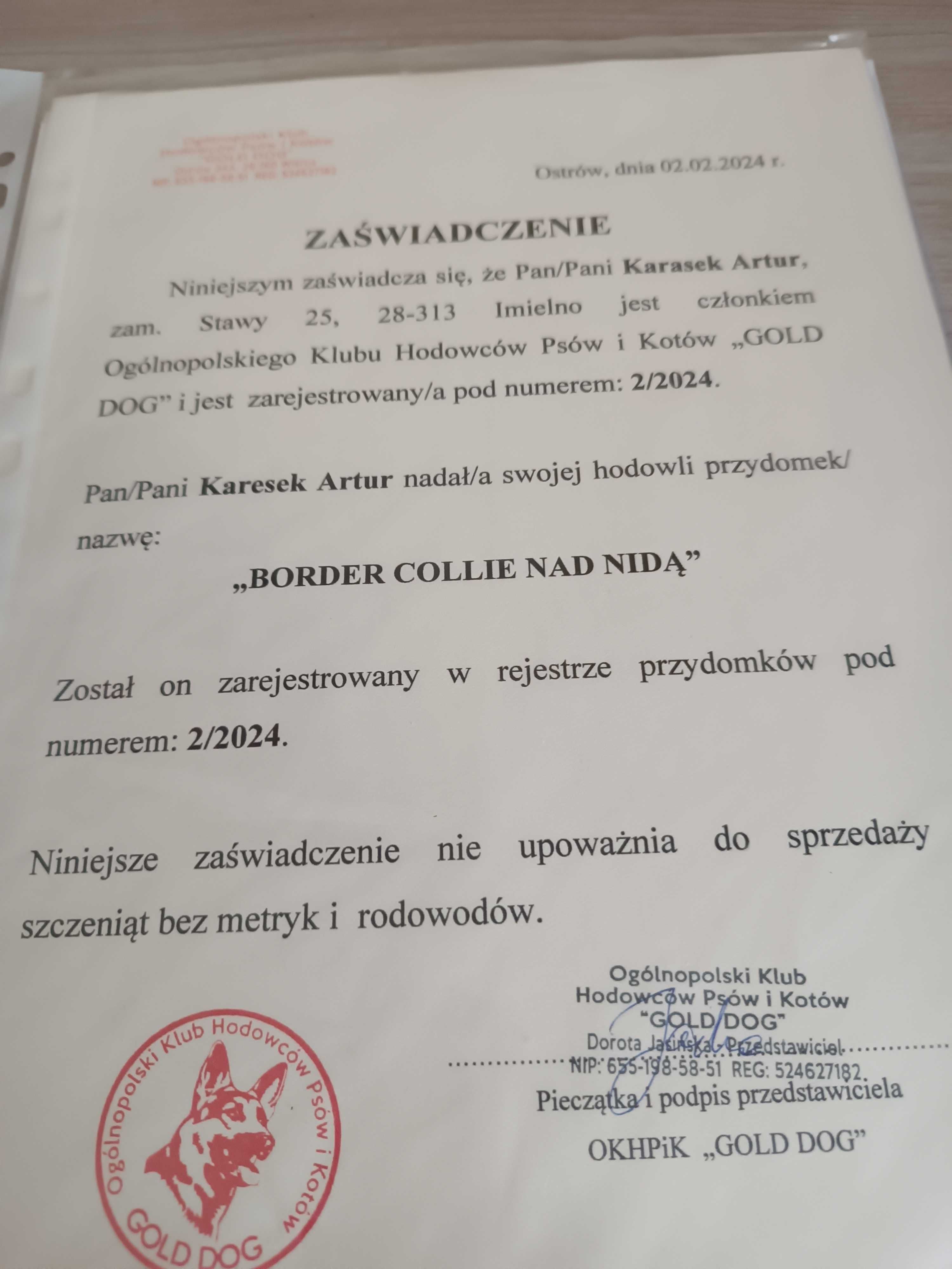Border collie z rodowodem