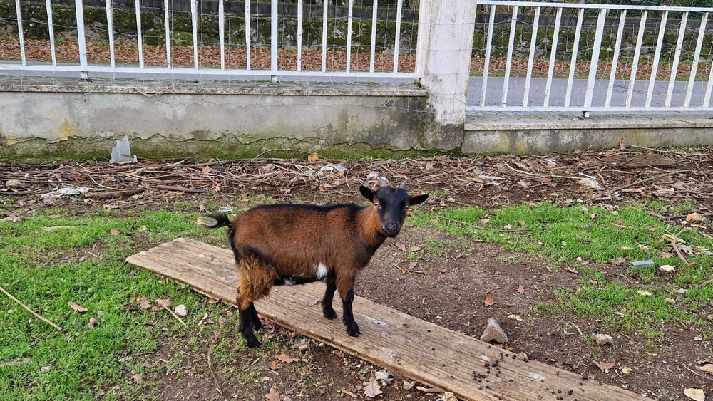 Cabras anãs adultas