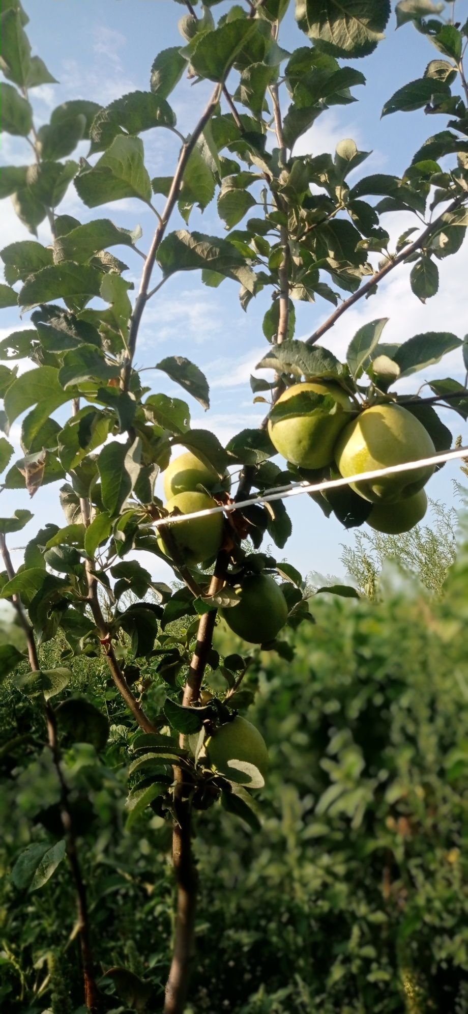 Продам саджанці яблуні