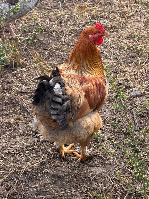 Galo Brahma e também galo da raça das galinhas poedeiras