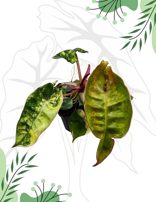 Philodendron Billietiae Variegata Ø-10cm H-20cm