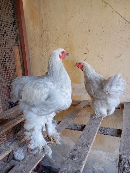 Brahma olbrzymia kury koguty w para lawendowe niebieskie ch