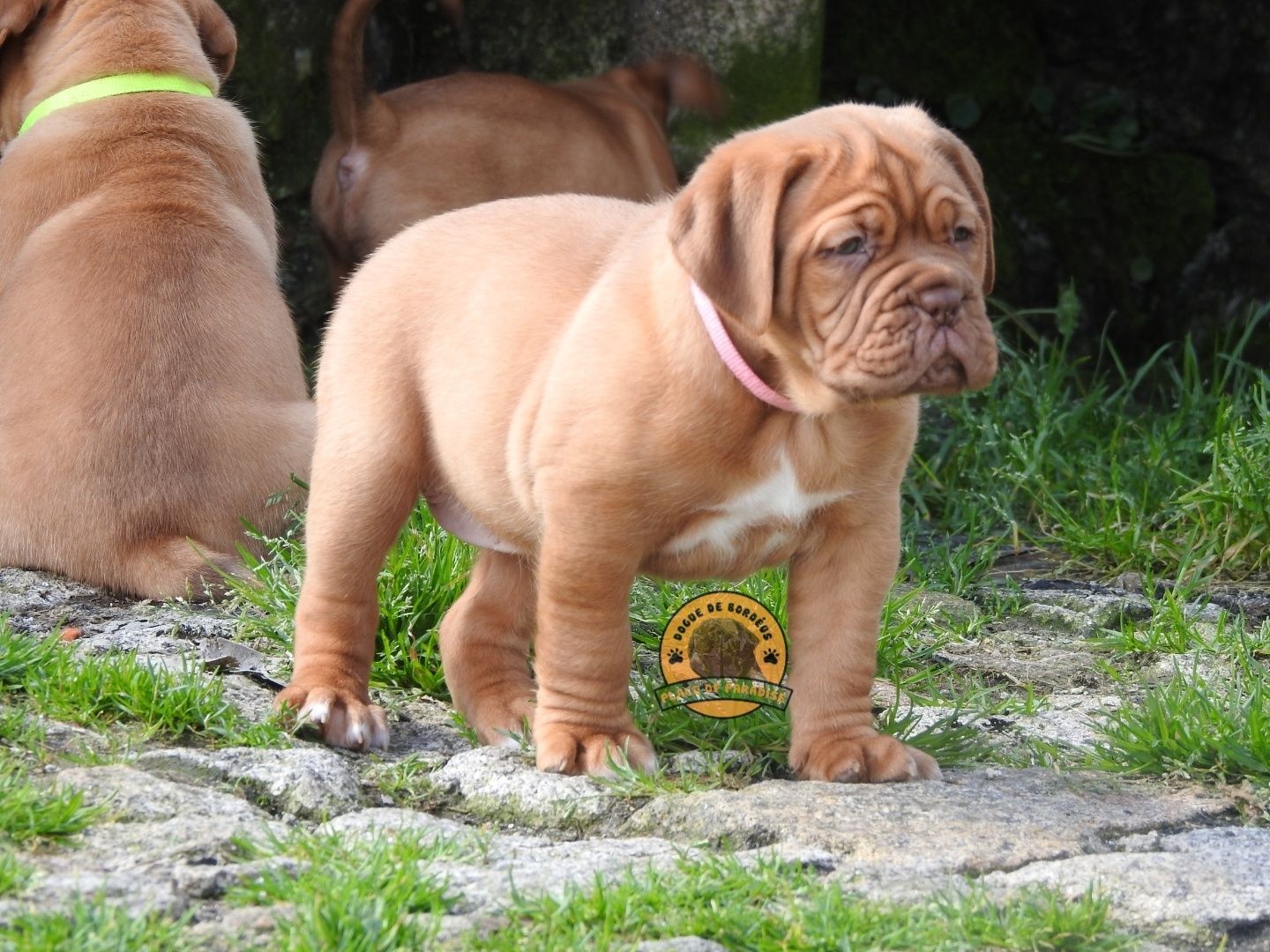 Dogue de Bordéus