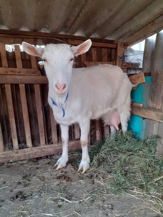 СРОЧНО! Козы, козлята высокоудойные Коза зааннеанская.