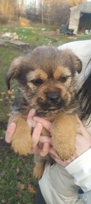 Oddam pieski będą małe