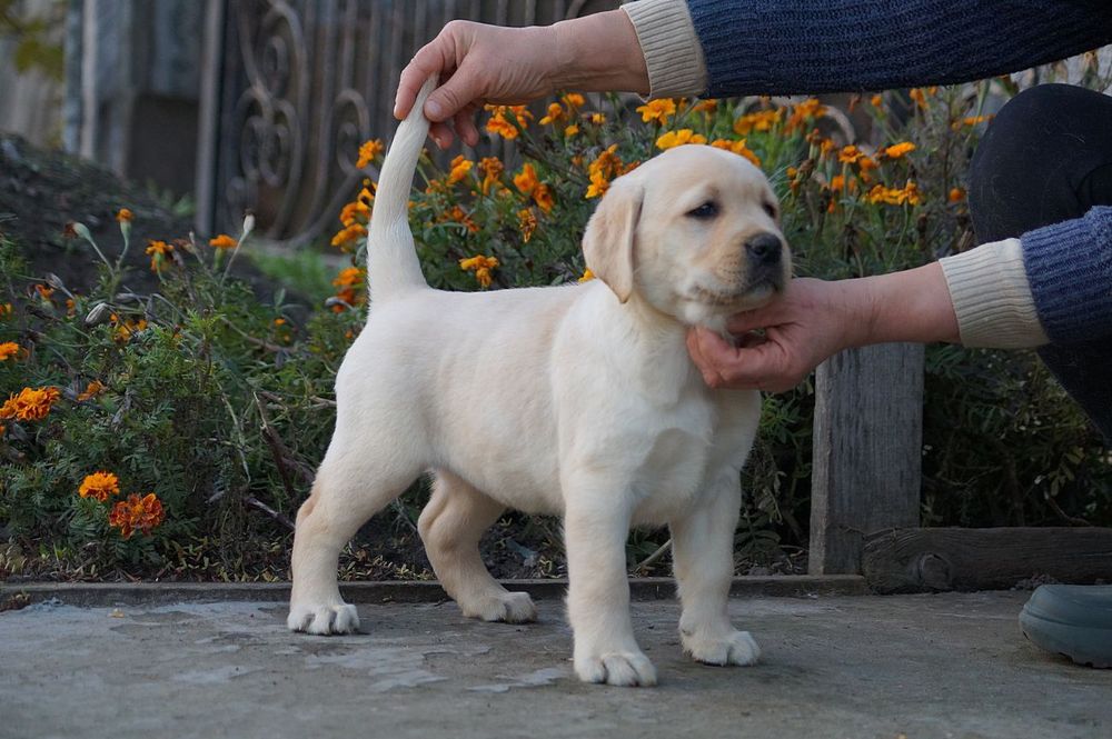 Цуценята лабрадор- ретривер