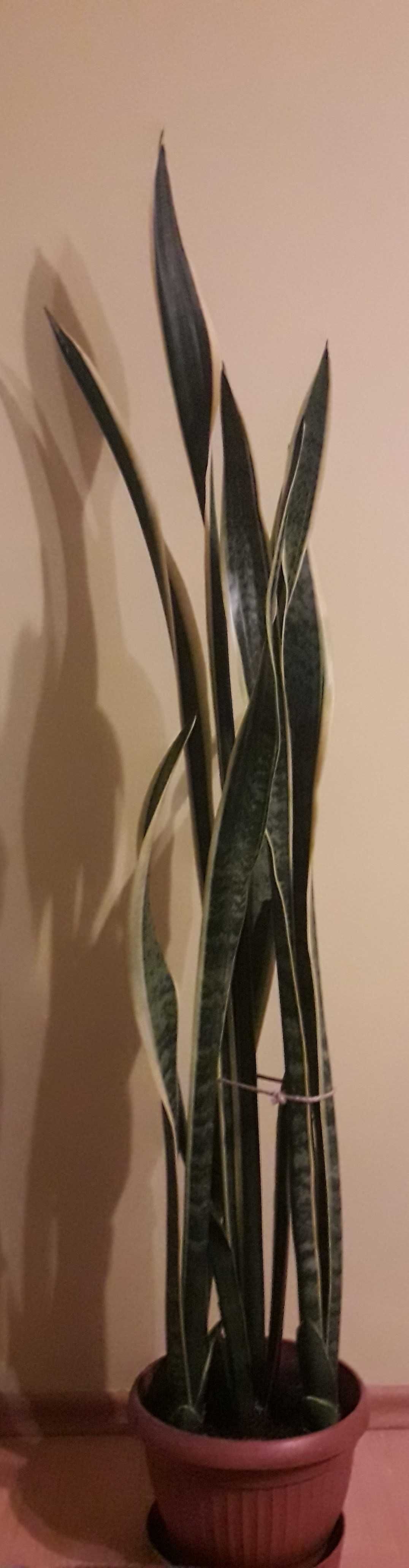 sanseweria sansevieria sanseveria wężownica