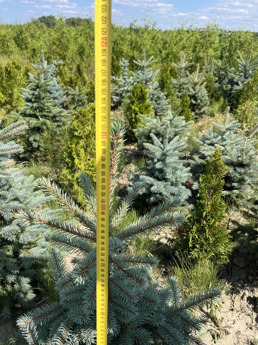 Świerk kłujący 80-120 cm rosnący w donicy