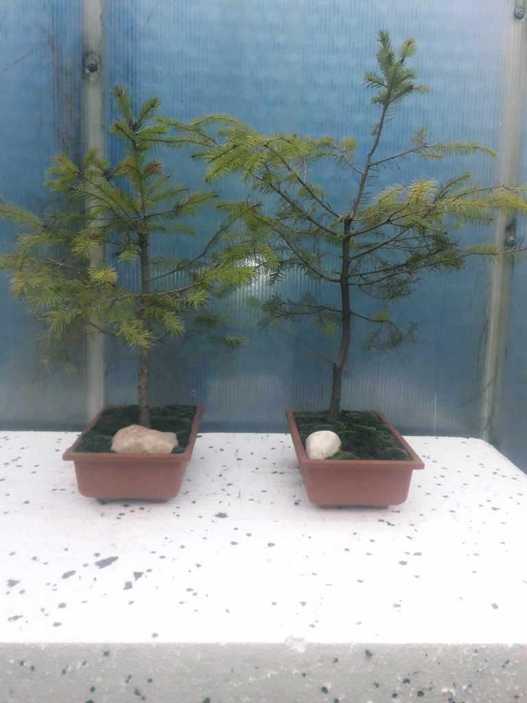 Sprzedam Drzewko Bonsai