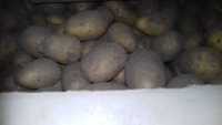 Ziemniaki jadalne sprzedam