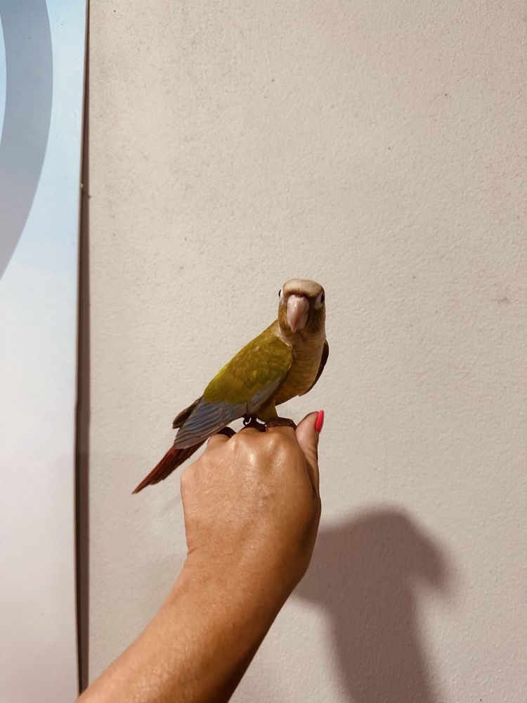 Pyrrhuras criadas á mão