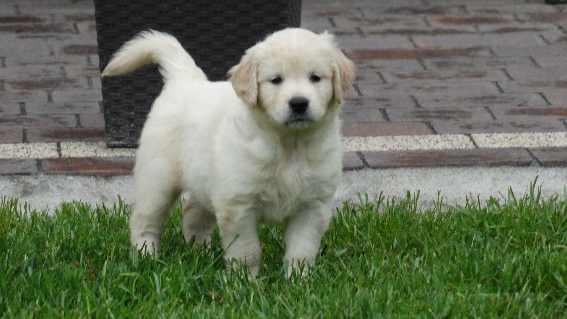Golden retriever piesek