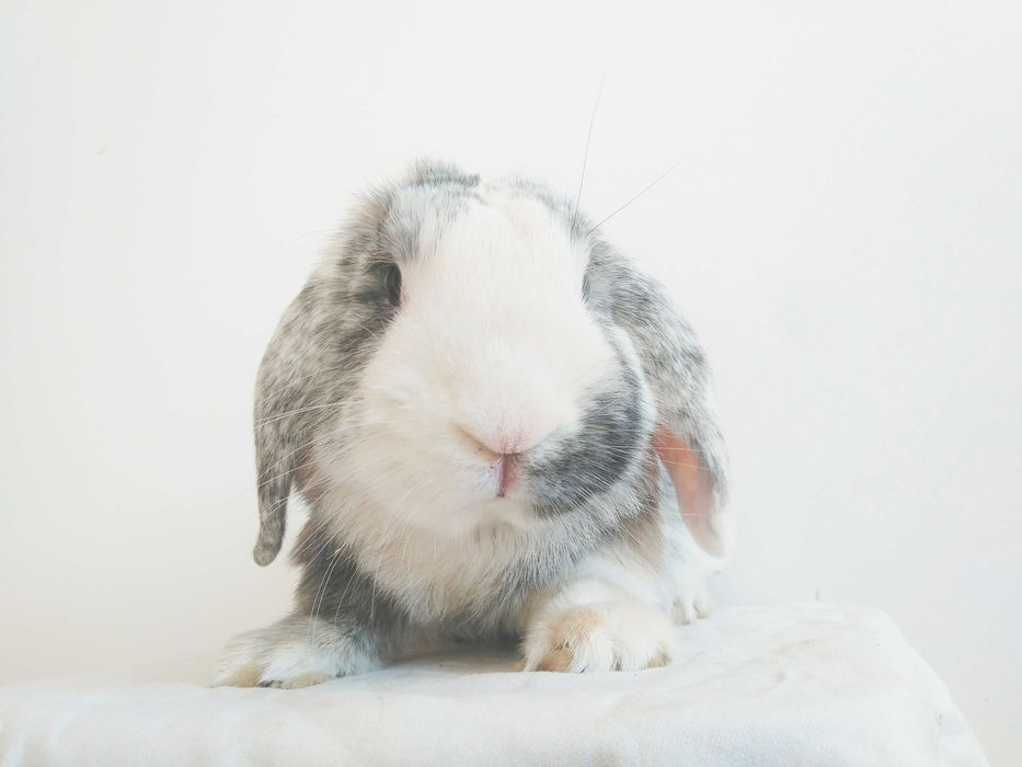 Вислоухие крольчата, породы Голландский карликовый баран