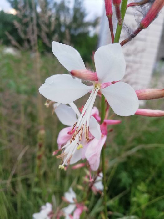 Гаура або бджолоцвіт