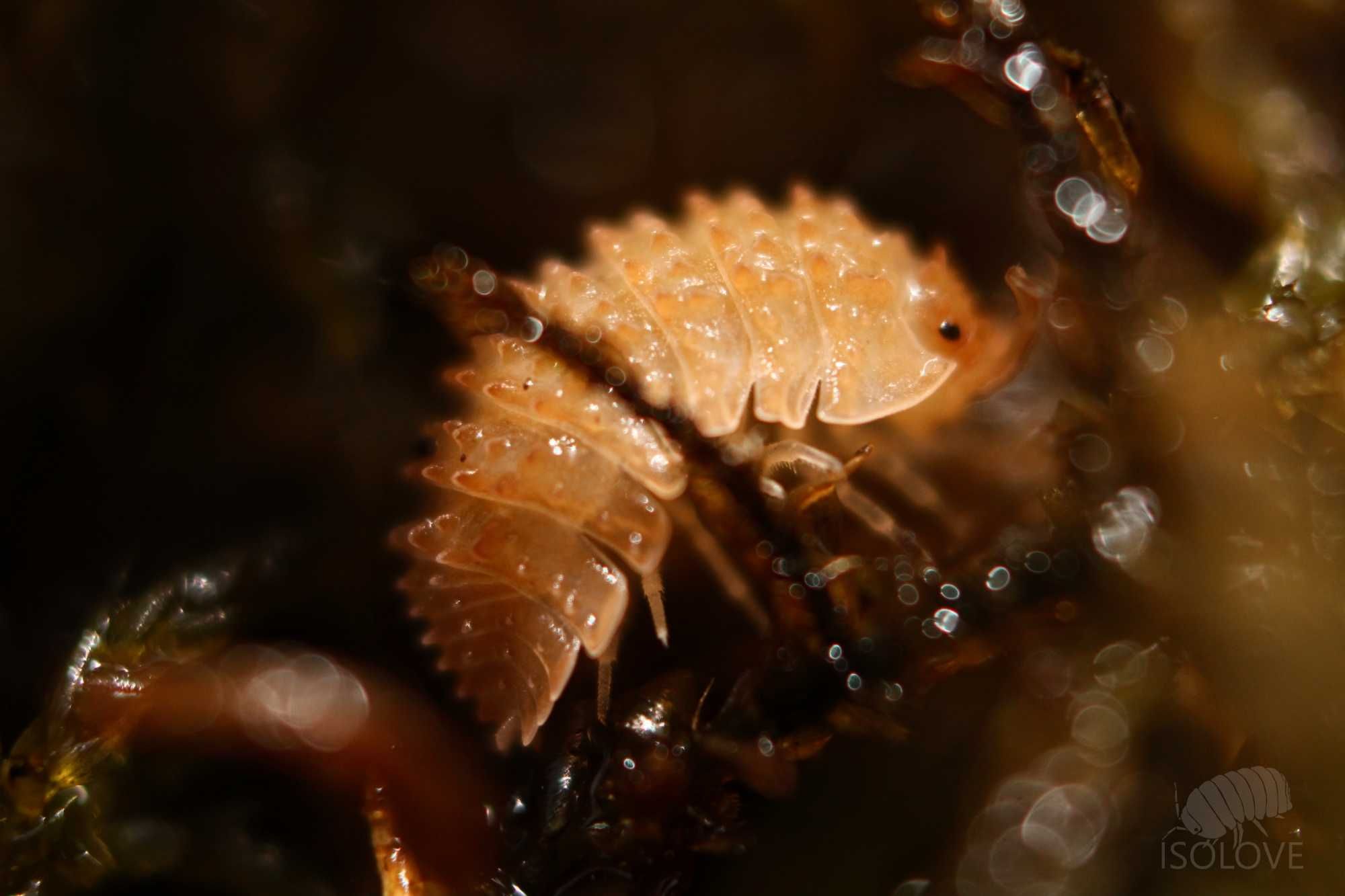 Cristarmadillidium muricatum, kolczaste równonogi (isopoda).