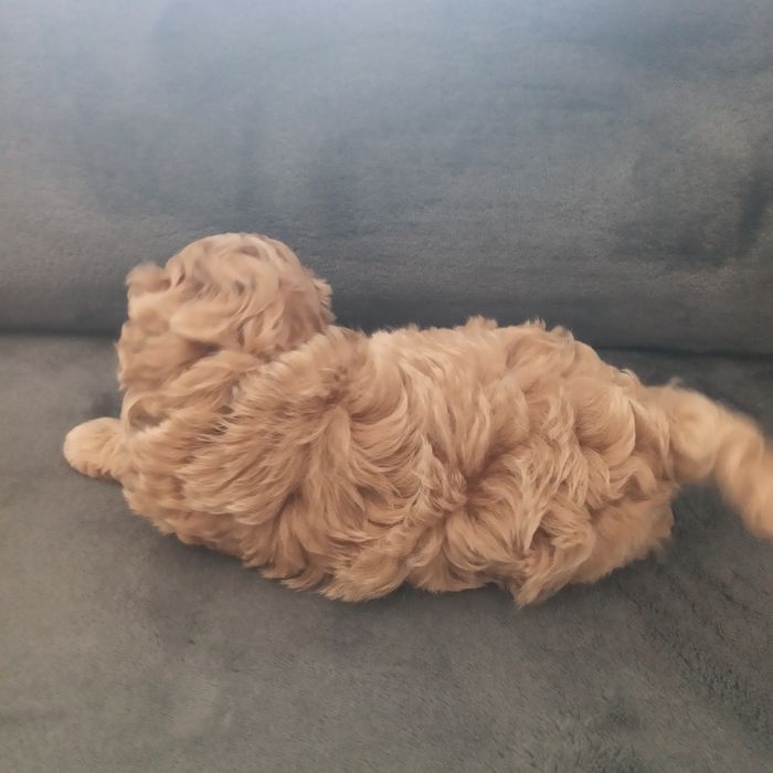 Maltipoo F1-chłopczyk