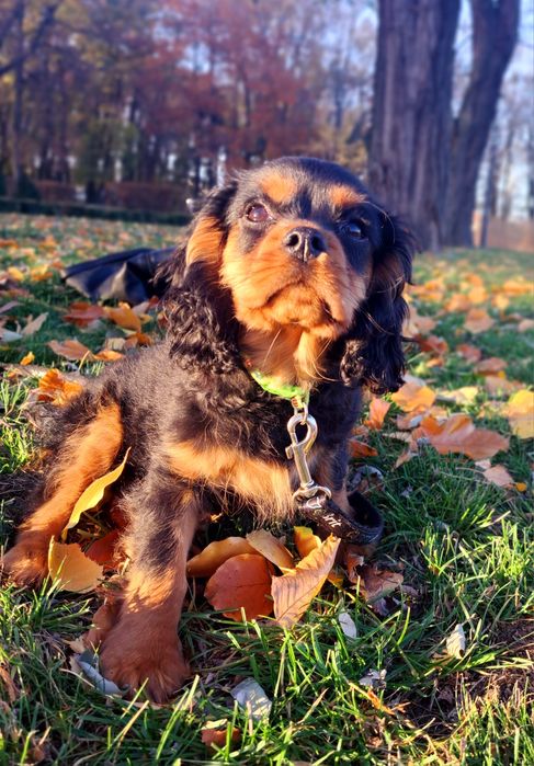 Cavalier King charles spaniel ZKwP/FCI gotowy do odbioru