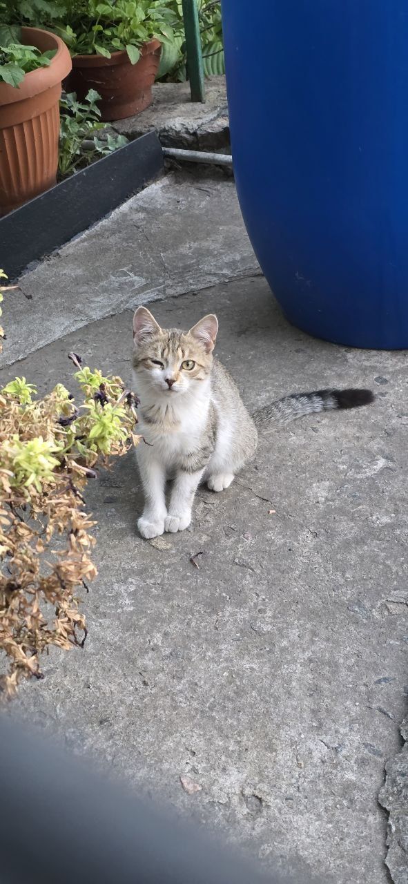 Отдам котят в добрые руки!