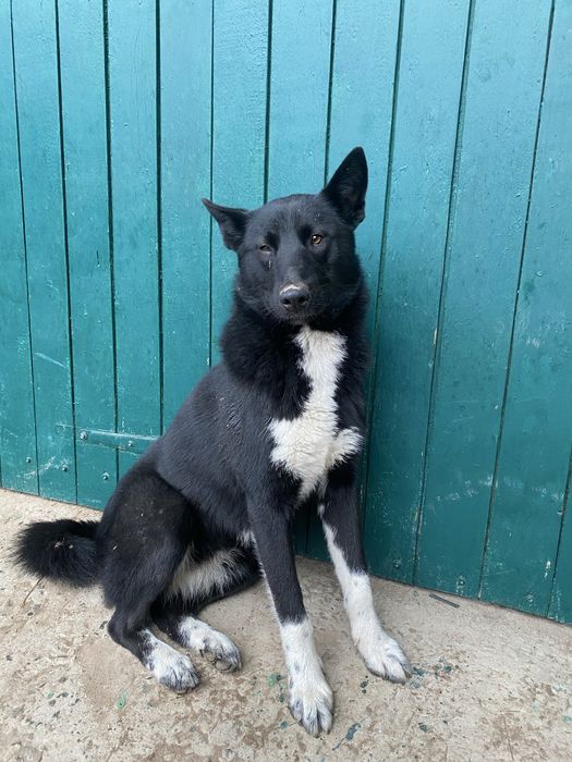 Продам дівчинку лайку