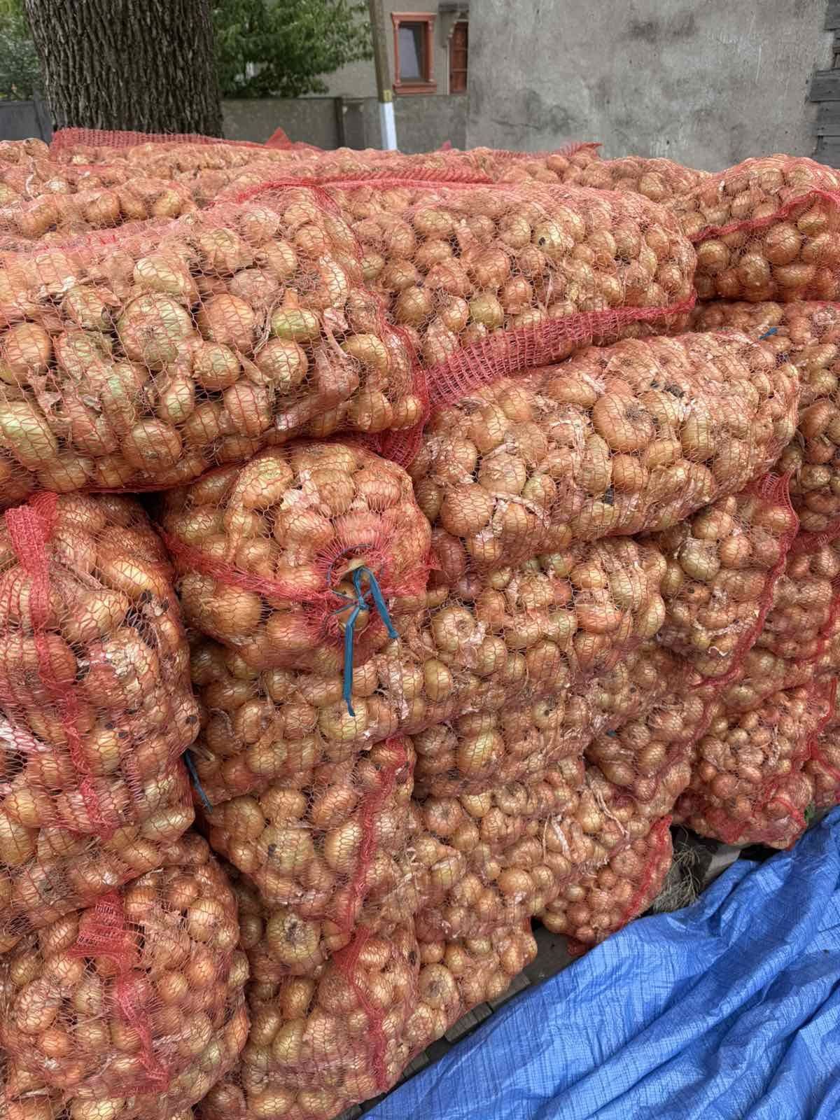 Лук цибуля штутгарт на перо