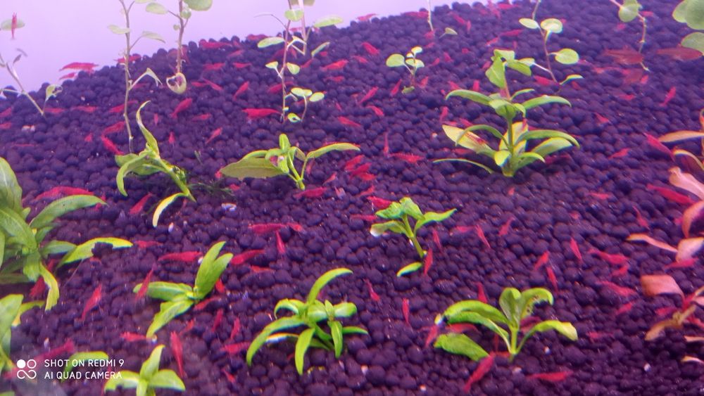 Krewetki Neocadrina Red