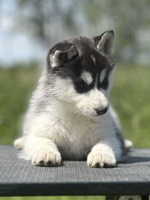 Siberian Husky Zkwp Fci