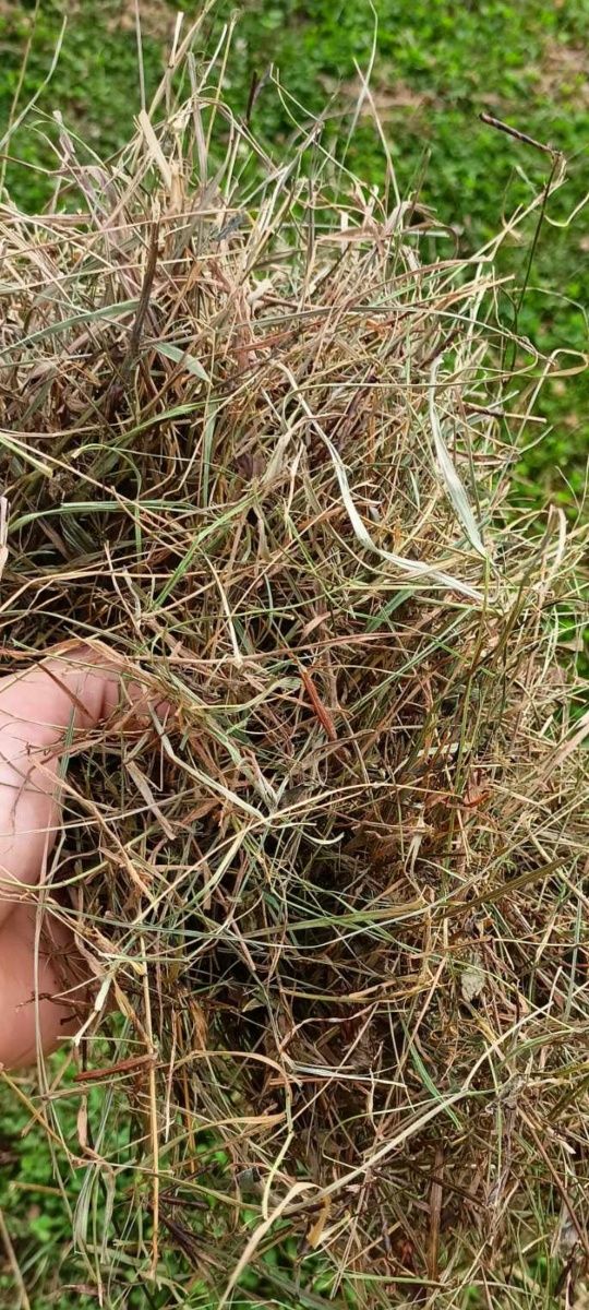 Siano 5 kg dla królika świnki morskiej chomika szynszyla ekologiczne