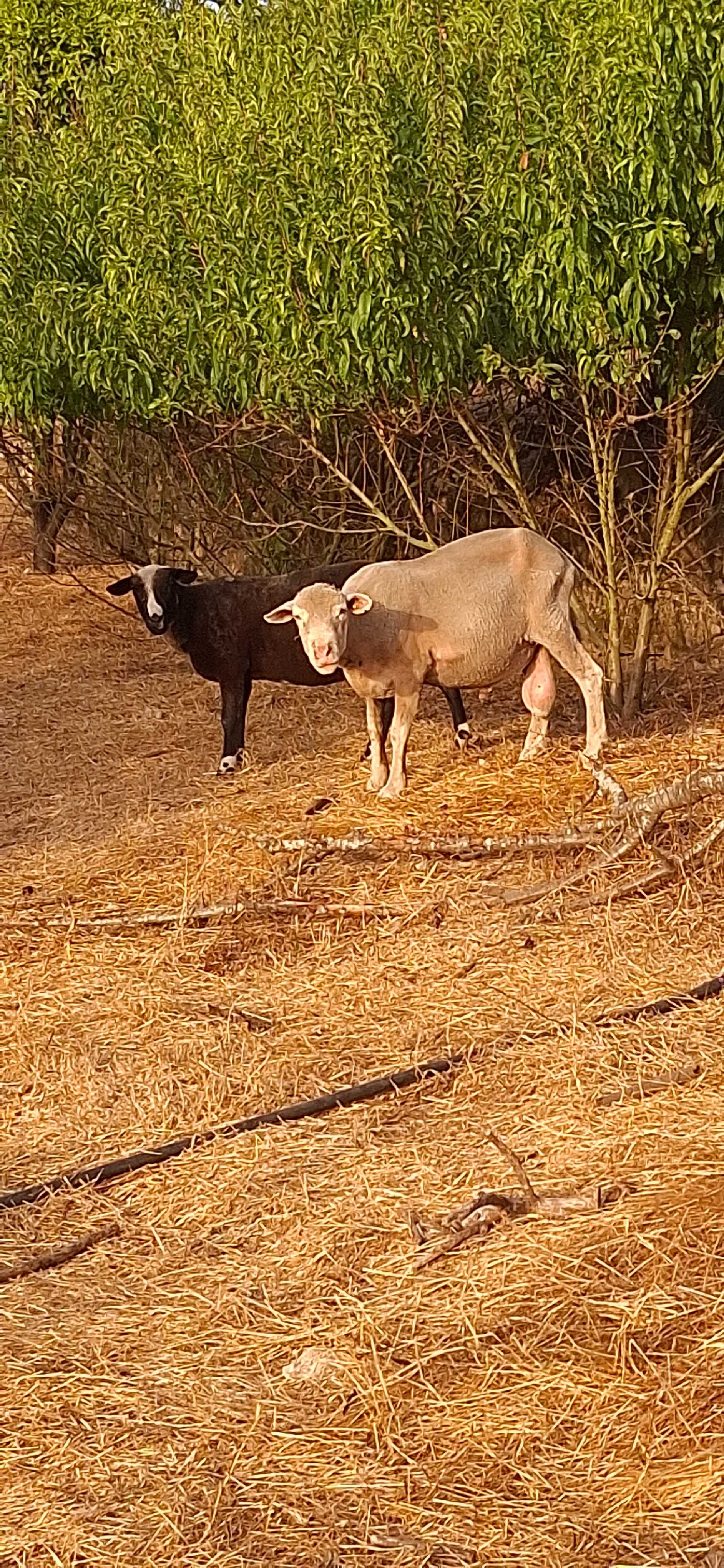 Carneiro e ovelhas