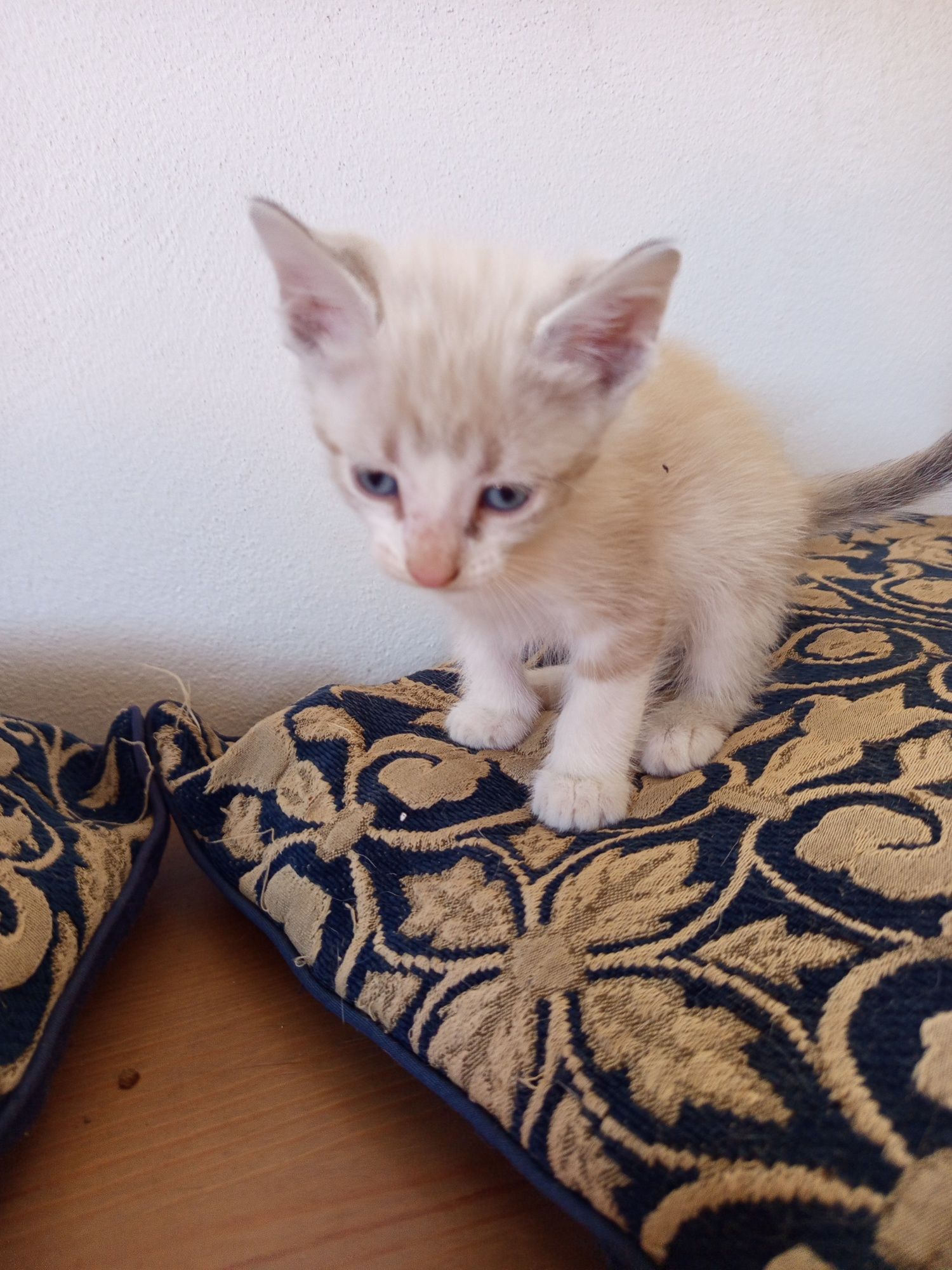 Gatinhos para adoção