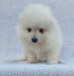 Szpic miniaturowy Pomeranian suczka!