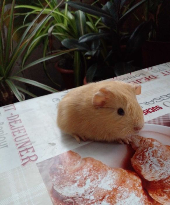 Морская свинка селф девочка