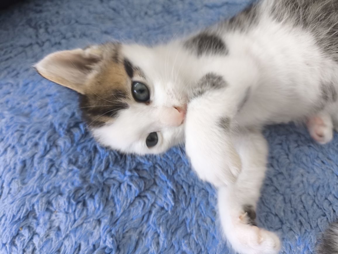 Віддам котенят в добрі руки