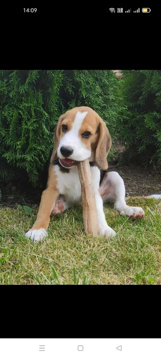 Śliczna sunia rasy Beagle gotowa do zmiany domku