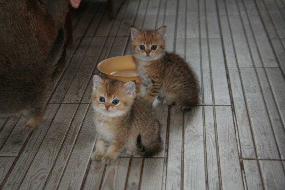 Золотий шиншила, що втішає та звеселяє