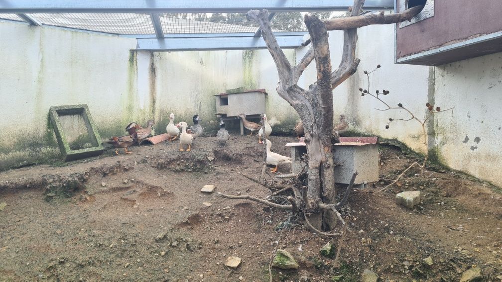 Patos Mandarim macho e fêmea