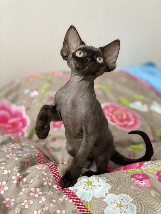 Morgan Calvados*PL   Devon Rex chłopiec  grupa B