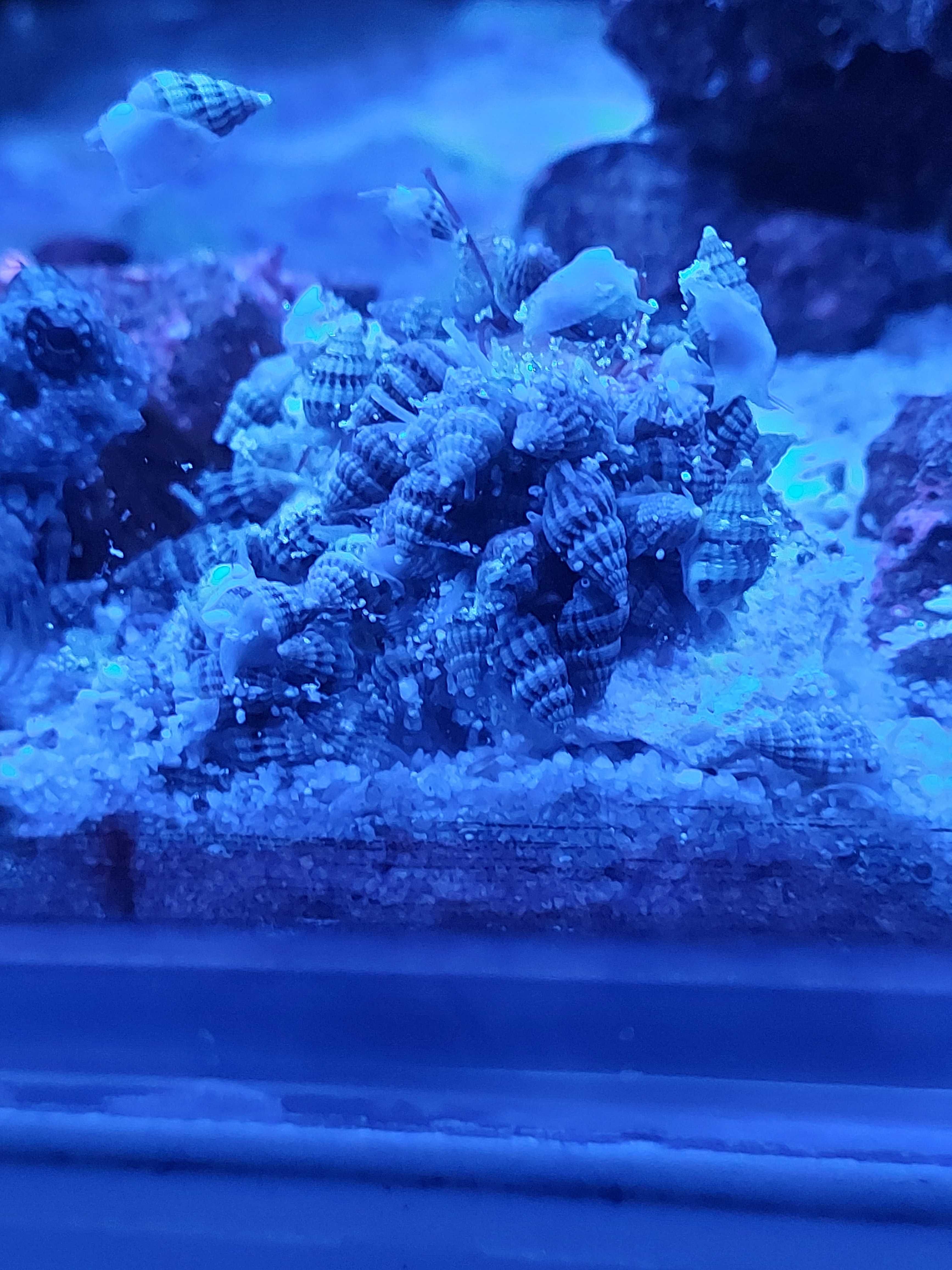 Nassarius ślimak akwarium morskie
