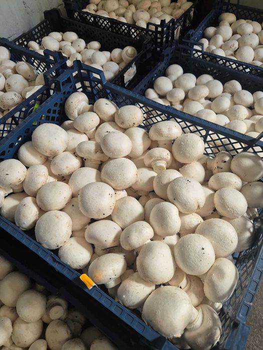 Sprzedaż świeżych pieczarek/hurt/detal