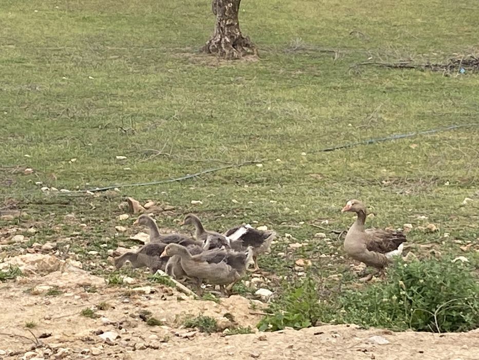 Ganso comum-ocidental, “Anser Anser”