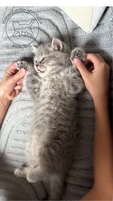 Kot Brytyjczyk niebieski pregowany rodowod FPL