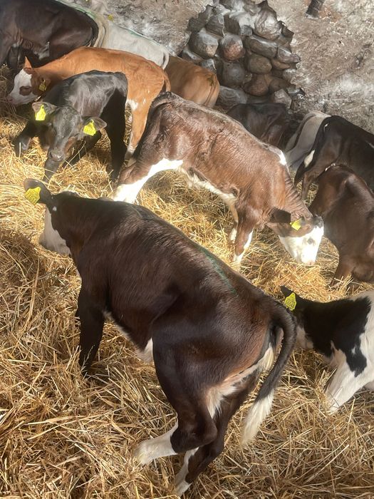 Sprzedam byczki jałówki mięsne Kętrzyn dostawa cała Polska w cenie