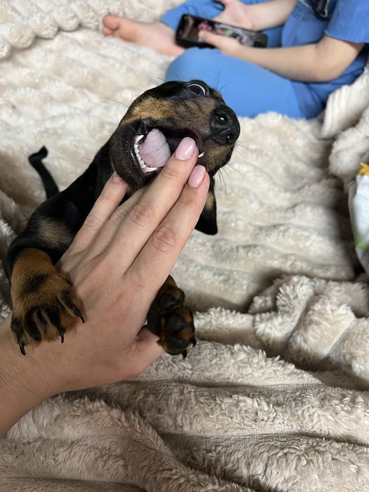 Продається хлопчик такса