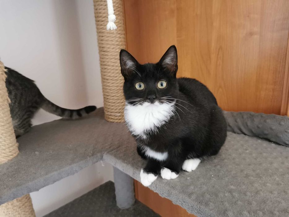 Urocza mała koteczka