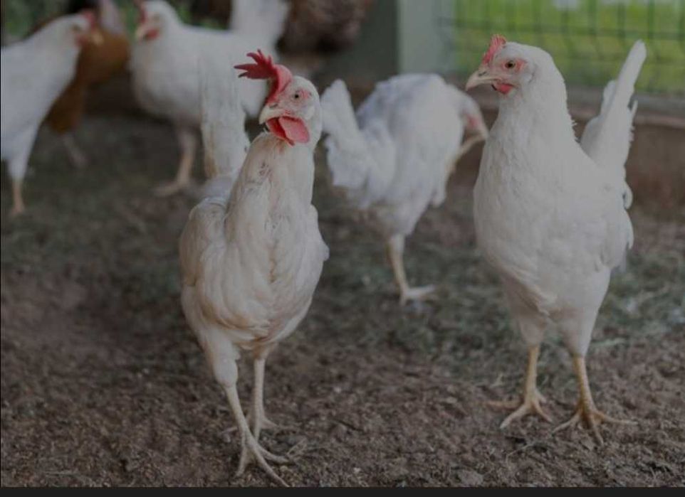 Galinhas Poedeiras